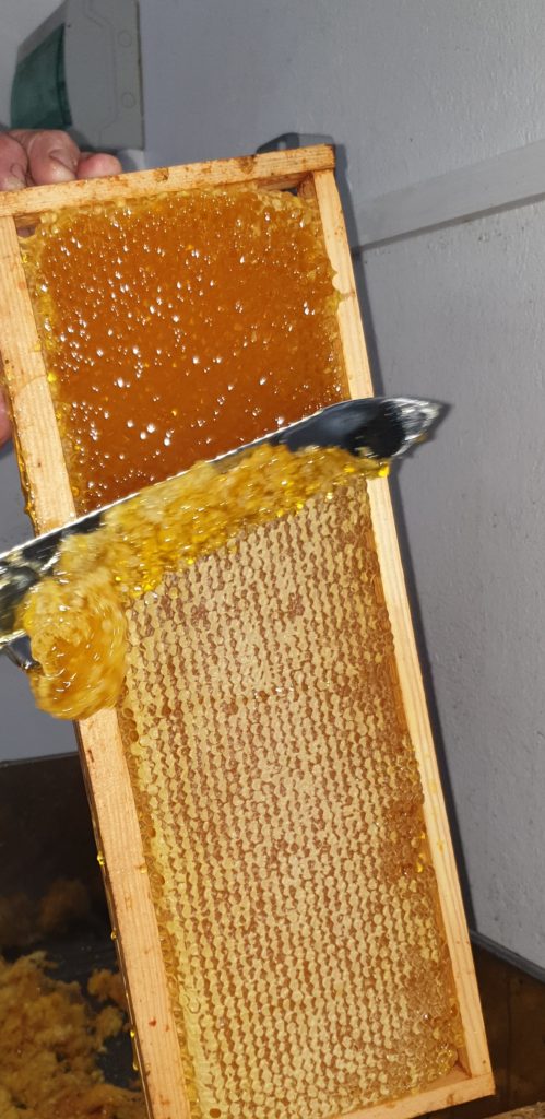 Miel de tournesol nathabeille apiculture abeilles