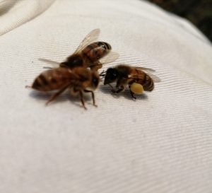 Pollen nathabeille apiculture abeilles