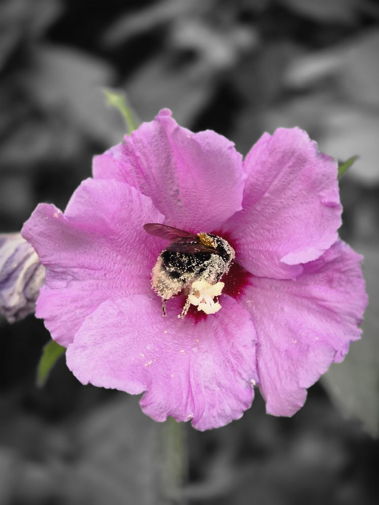  Pollen 
Nathabeille Abeille Fleurs